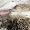 夫から『今天国にいる』とLINE→開いてみた結果……猫たちとの『羨ましすぎる…