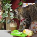 パパの朝食に“いらんいらん”を主張する猫ちゃん！