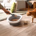猫に使わせるのは『おすすめできない猫グッズ』3選　トラブルにつながる可…