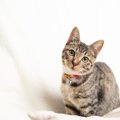 猫に『首輪』をしておいたほうがいい理由4つ　役立つシーンから選び方…