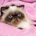 【獣医師監修】ヒマラヤンがかかりやすい病気｜症状や予防・早期発見のポ…
