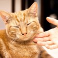 猫をなつかせるための3つの方法