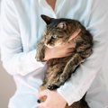 『人間不信』になっている猫に絶対にしてはいけない5つのこと　怖くて…