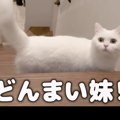 飼い主さんが旅行から帰ってきた！猫ちゃんの反応は？