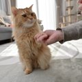 猫も『お手』はできるニャン！上手に教えるポイント3つ