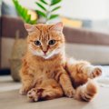 猫にとって『危険・安全な観葉植物』6選！家に置く場合の注意点とは？