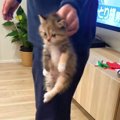 いたずらをしようとした子猫→飼い主さんに見つかった結果…思わず"…