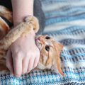 愛猫がけりけり『猫キック』してくるのはなぜ？4つの理由とやめさせた…