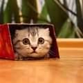 実はNG行為！？猫のためにならない12の事