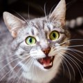 猫にまつわる『よく聞くウワサ話』5選　猫は一生で一回しゃべるってホ…