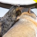 “ゼロ距離が苦手”な犬→同居猫たちが気を使う中、長女猫が甘えに来て……