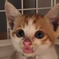 重度の皮膚炎だった『500gの小さな子猫』→約半年後…激変した『現在の…