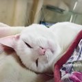 極上トントン♪猫ちゃんを優しく寝かしつけ