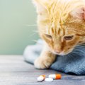 愛猫が『口にすると命を落としかねない危険なもの』5選　誤飲したとき…