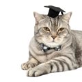 大学教授の飼い猫は「超優秀な助手」これまでに2度も新種ウイルスの発見に…