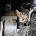 トラックの『エンジンルームの中にいた子猫』を保護した結果…可愛すぎ…