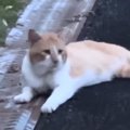 亡き愛猫の三回忌に『そっくりな野良猫』と出会った結果…運命的な出会いの…