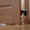 猫が『家族の外出』に気付ける理由4選　見抜かれているのはなぜ？接し方の…
