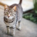 【要注意】猫が警戒中！の時に出すサイン5つ