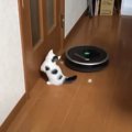 『ロボット掃除機が接近』してきたら、『小さな子猫』は…可愛すぎて思…