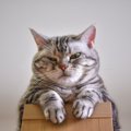 猫が飼い主に『文句』をいいたくなる5つのシーン