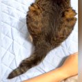 背中を向けて座る猫→『しっぽ』に触れていた腕をわざと離してみたら……