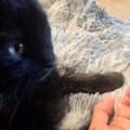 ソファに座ると愛猫がやってきて…次の瞬間→あまりにも尊すぎる『日課…