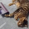 掃除機をかけはじめると、猫が近くにやって来て…あまりにも予想外な『衝撃…