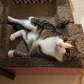 猫は飼い主のことも猫だと思ってる？！そういわれる理由３つ