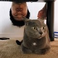 猫が『恐怖の逆さ吊りおじさん』を見たら…明らかに動揺してる姿が面白…