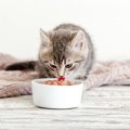 猫の『療法食』を与えるときに必要な知識4つ！機能性ペットフードとの…