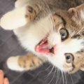 お家に来たばかりの子猫→飼い主さんが『ごはんの袋』を手に取ると…悶…