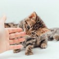 子猫の成長に悪影響をおよぼす『NG行為』4つ　大人になってからのトラ…