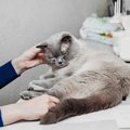 猫が『ジェラシー』を抱きやすいこと3選