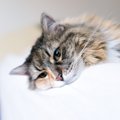 猫が『悲しい気持ち』になっているときのサイン5選　猫はどんなことで…