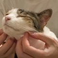 うっとり顔がたまらない♡至福のマッサージで猫ちゃんを"おもてな…