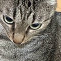 飼い主さんがふと『愛猫の耳』を見てみたら…今にも『羽ばたきそうな光…