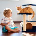 猫の『ケガ』の原因ワースト3！トラブルを防ぐためにできること