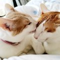 『泣かないで！大丈夫！』側に来て家族を慰めてくれる２匹の猫との暮…