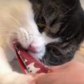 『離さないニャッ！！』おやつを盗んだ猫くん