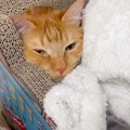 『猫用毛布』を買ってあげたら…"幸せ溢れる寝姿"に癒やされ…