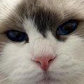 ふわふわの長毛猫→立派に成長した『耳毛』を軽く整えると…まさかの光景に…