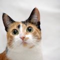 三毛猫になる遺伝子の仕組みとは？オスが珍しい理由についても解説