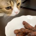 トイレ直後の猫のまえで『かりんとう』を食べた結果…爆笑リアクション…