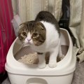 トイレの後はハイテンションで猛ダッシュする猫さん！