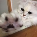 ただのぷにぷにじゃないよ！猫の肉球の秘密５選