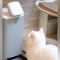 ごはんが出てくる3分前、猫が自動給餌器の前に来て…『必死に訴える光景』…