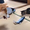 猫の誕生日に『魚のおもちゃ』をプレゼントしたら…興味津々な犬猫の行…