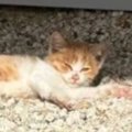 寒空の下、自宅の敷地内で『足を引きずる子猫』を発見……思わず感動す…