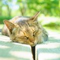 猫の老化を早める8つのNGな飼い方